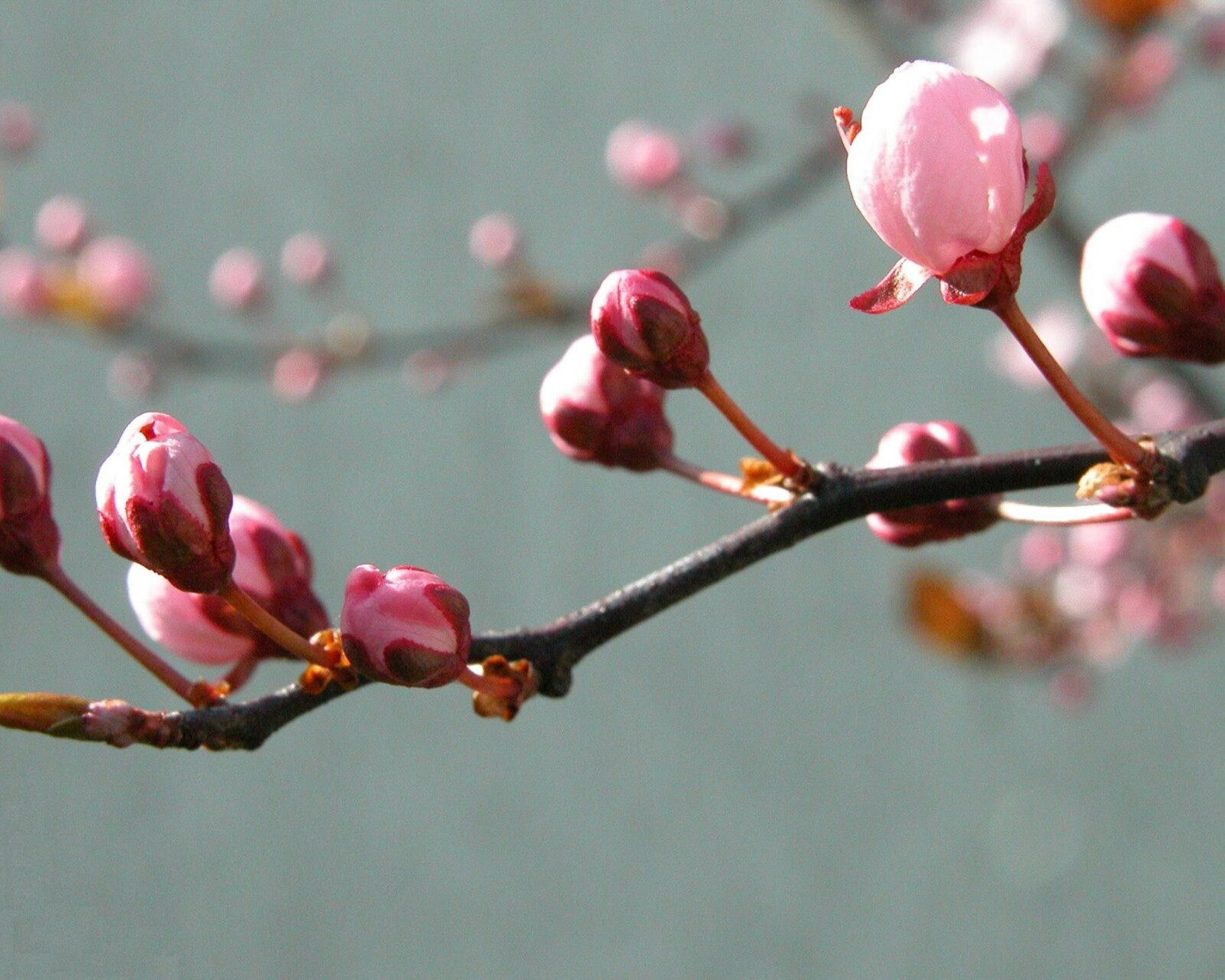 primavera