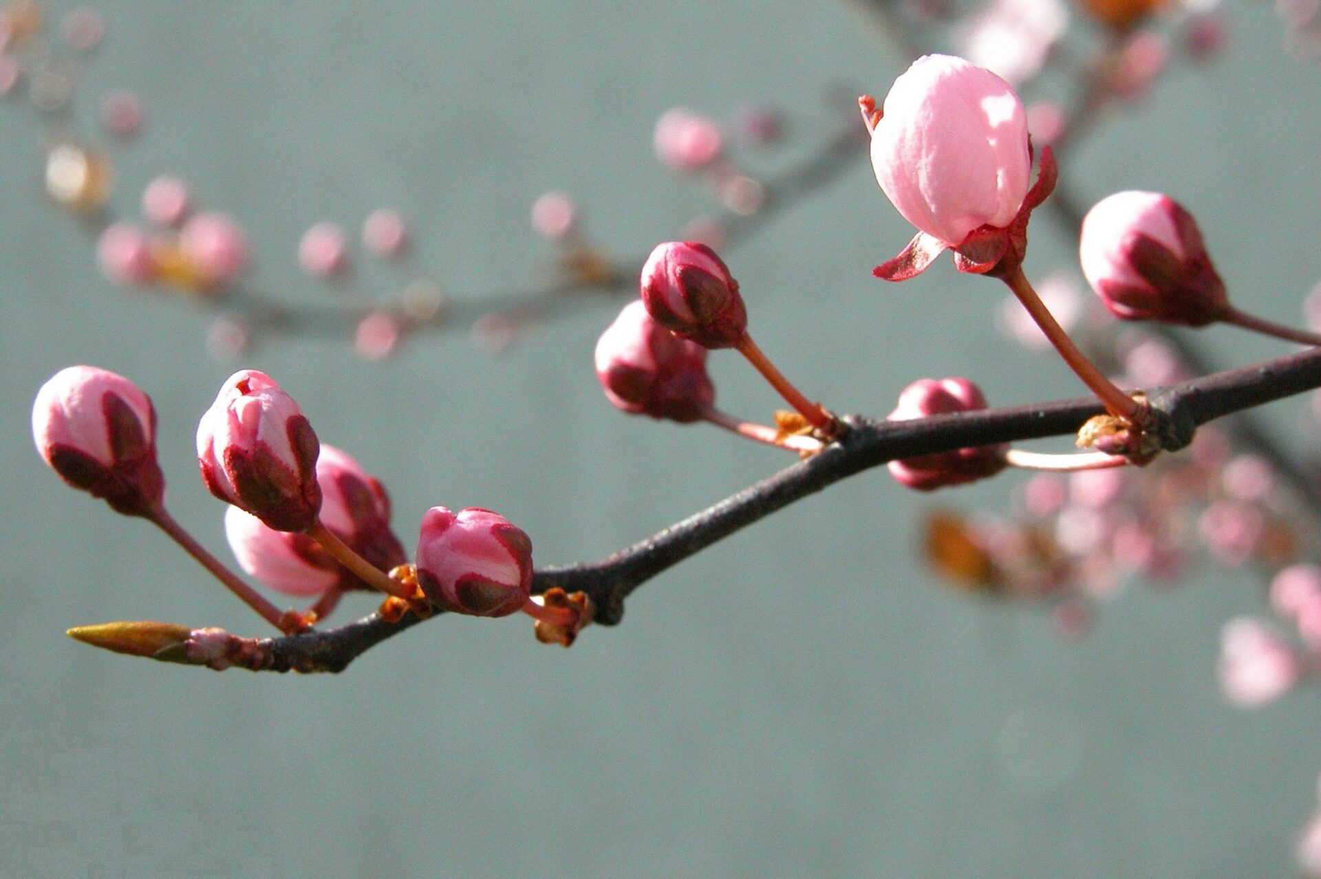 primavera
